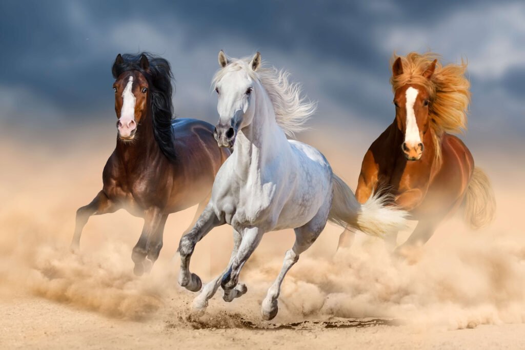 3 Horses running