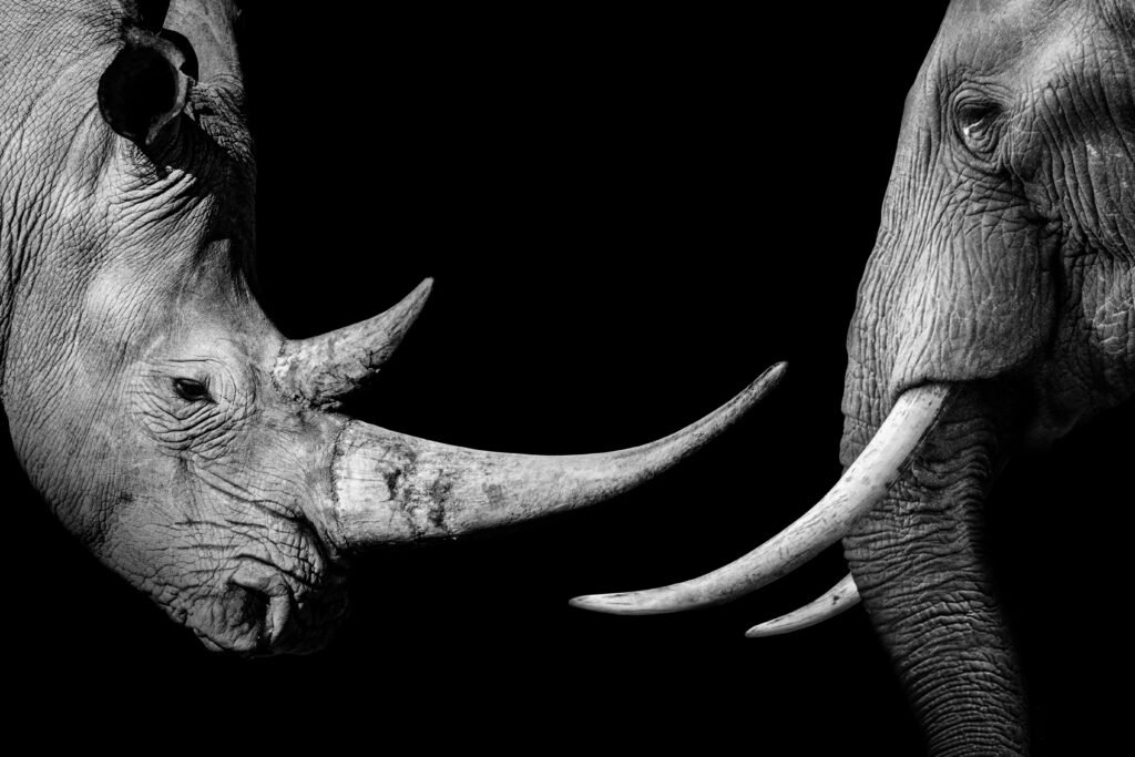 bw RhinocerosElephant face to face
