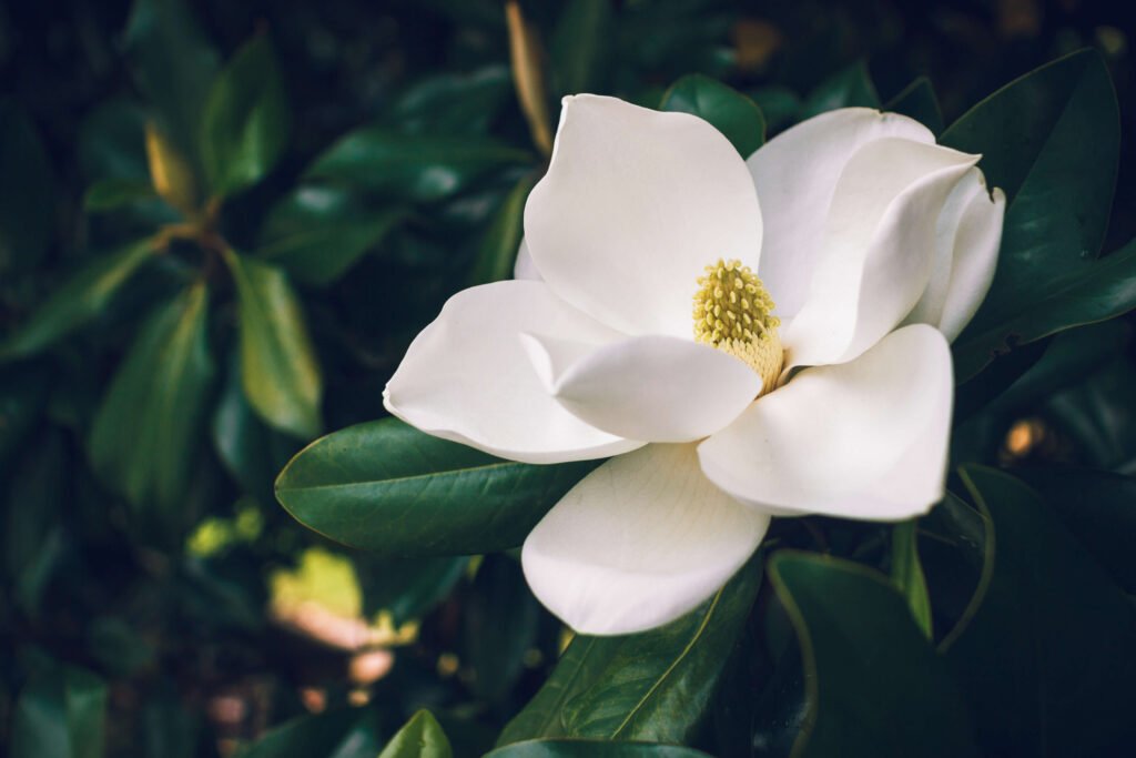 Magnolia flower