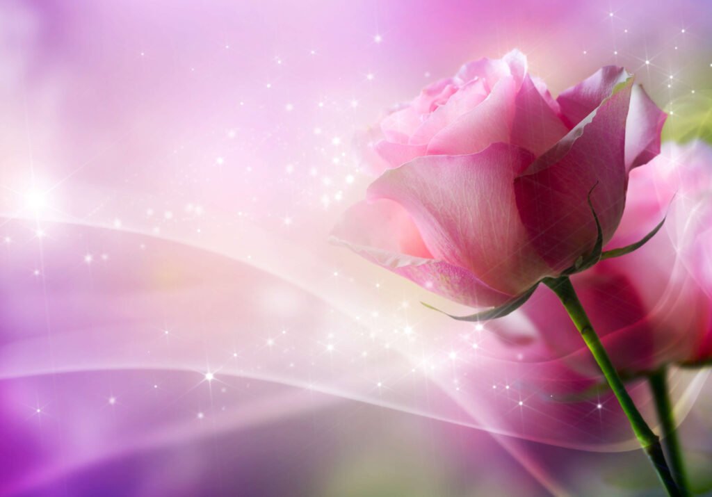 Pink Rose