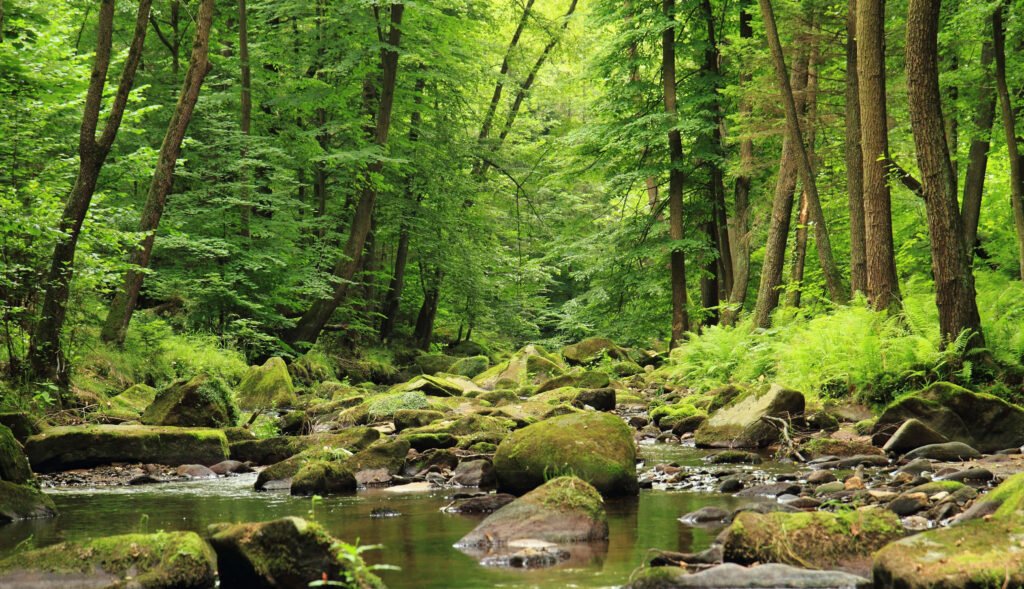 River in the spring forest