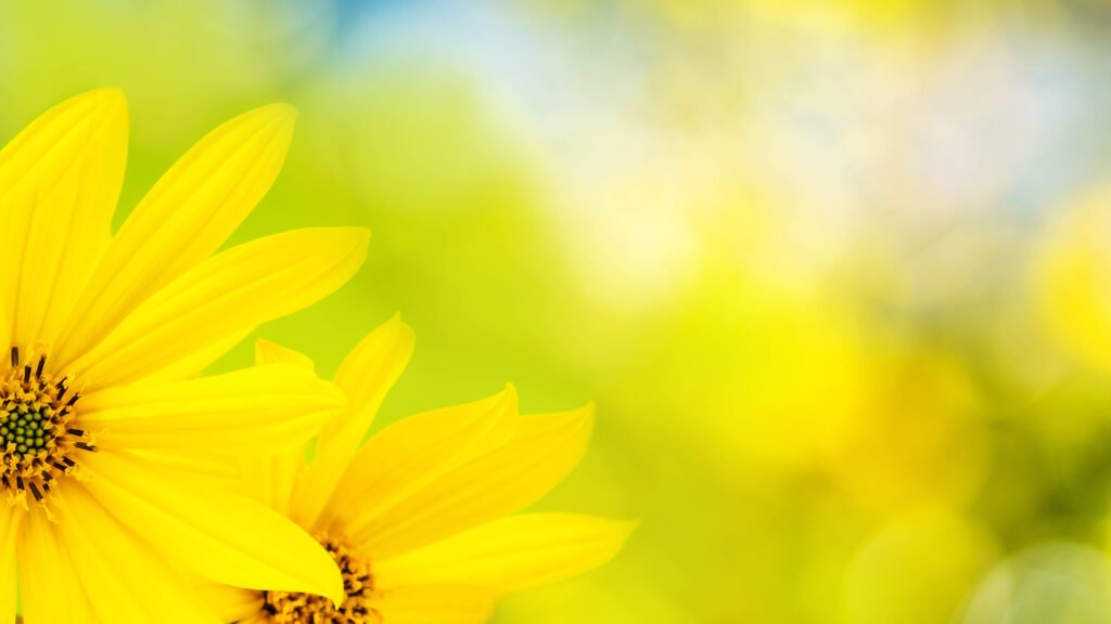 Yellow flower