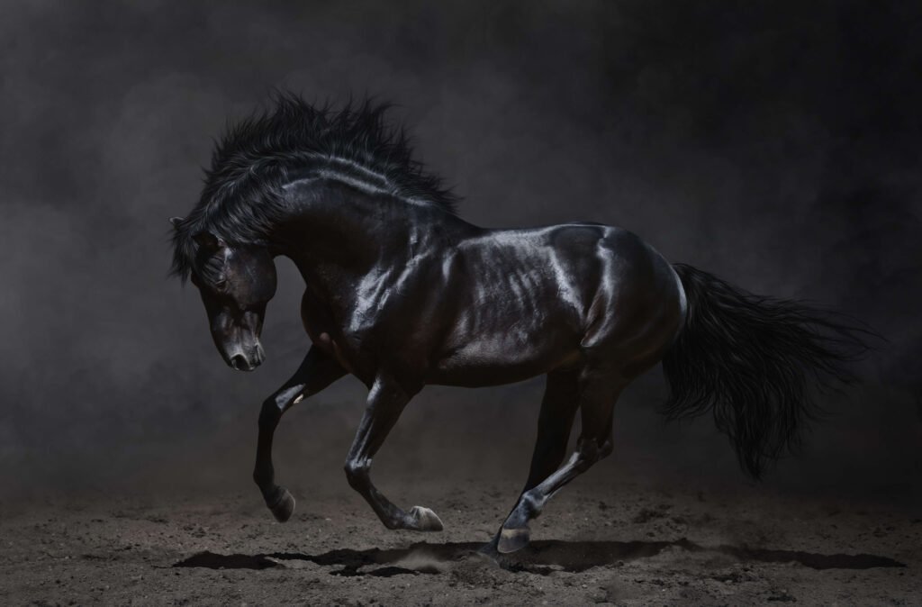black horse galloping on sand