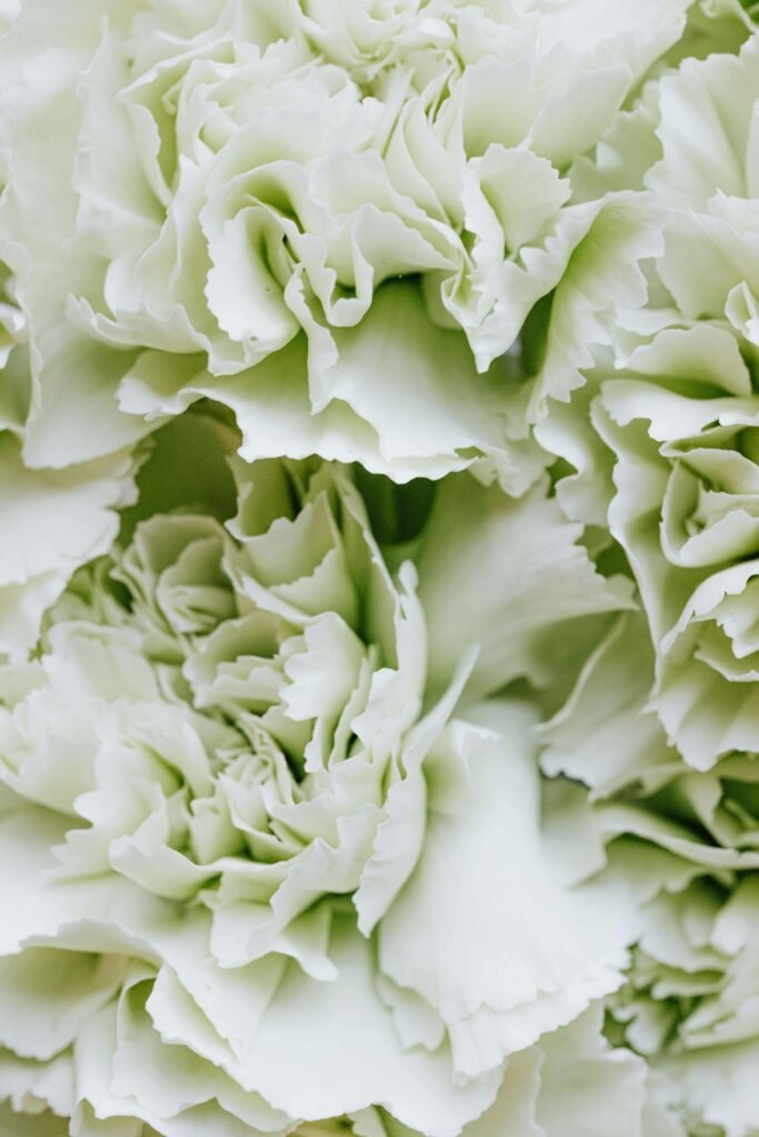 fleur blanche