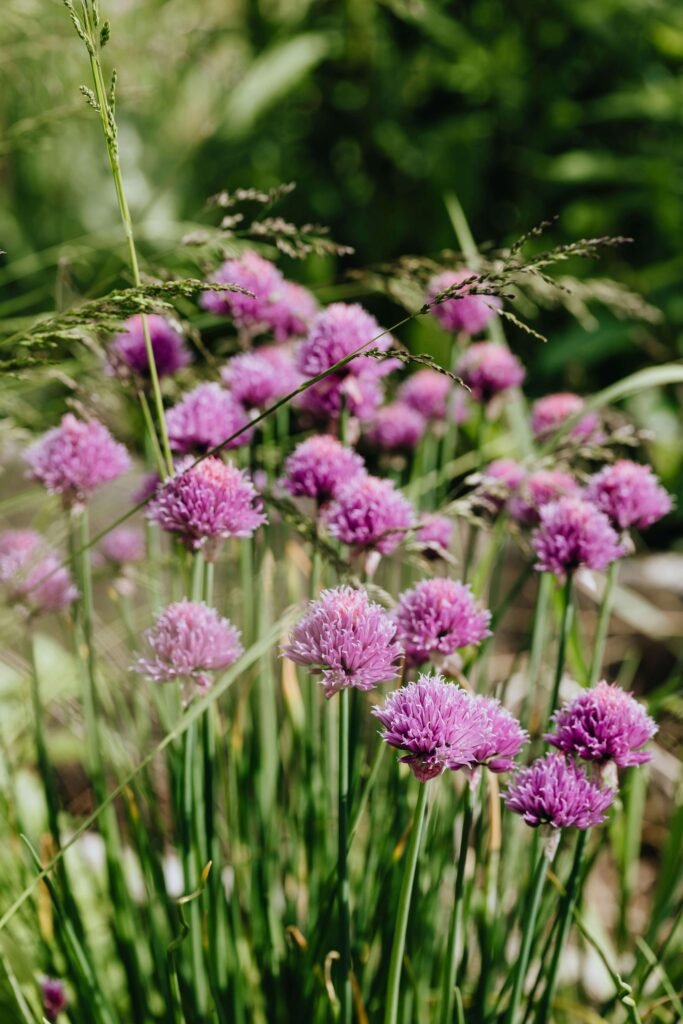 fleur mauve