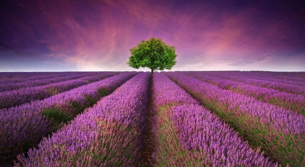 lavender field