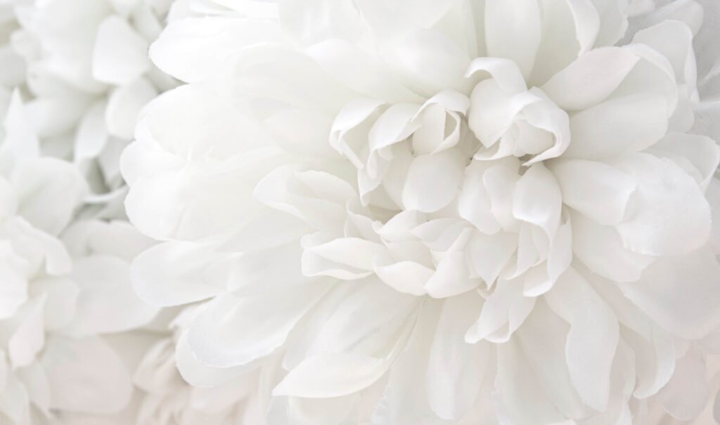 white dahlia flower