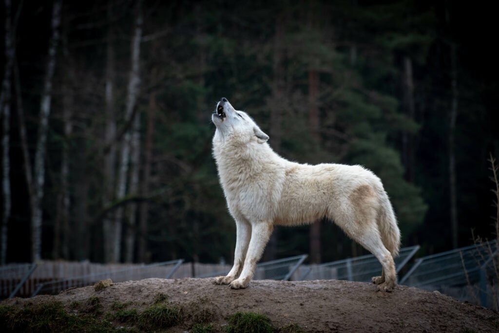 white wolf howling