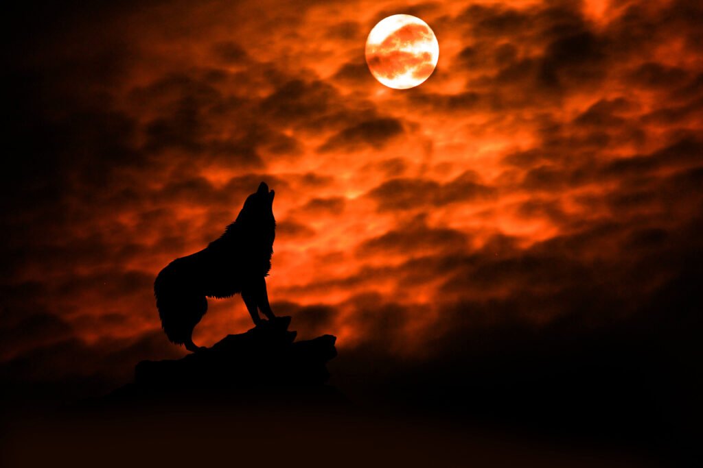 wolf howling during sunset