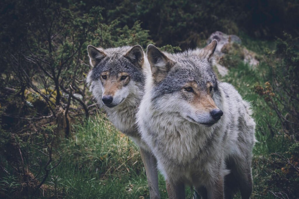 2 wolves in forest