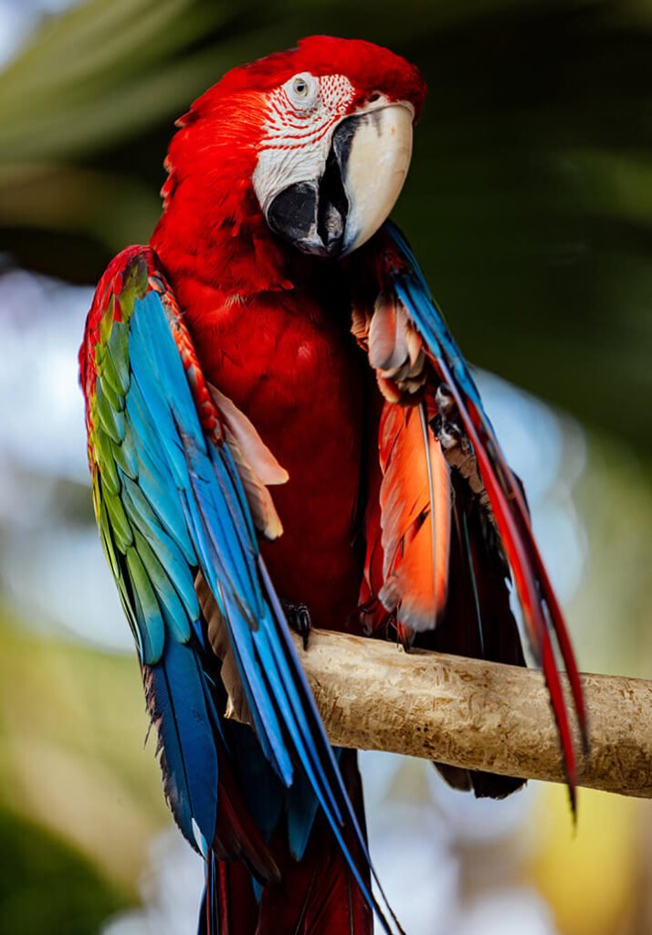 Parrot 1