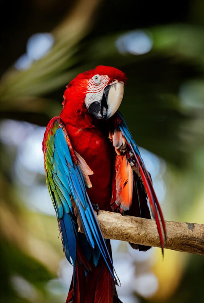 Multicolored Parrot
