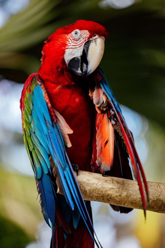 Parrot
