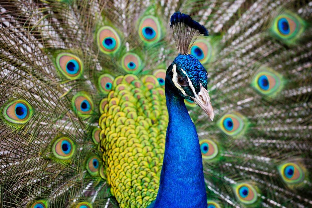 peacock closeup