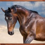 Floating frames amaretto for canvas – wood floating frame for canvas art