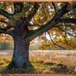 Floating frames golden maple for canvas – maple wood floating frame